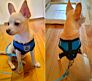 Breathable Mesh Small Dog Pet Harness and Leash Set Puppy Cat Vest Harness Collar for Chihuahua Pug Bulldog Cat