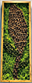 Preserved Moss
