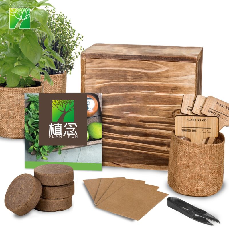 Non Gmo Herb Plant Diy Natural Bonsai Herb Garden Starter Kit for Decor
