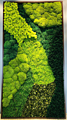 Preserved Moss