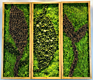 Preserved Moss