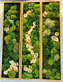 Preserved Moss