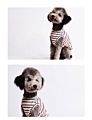 Recovery Suit for Dogs Cats after Surgery Professional Pet Recovery Shirt Dog Abdominal Wounds Bandages Dog Surgery Suit