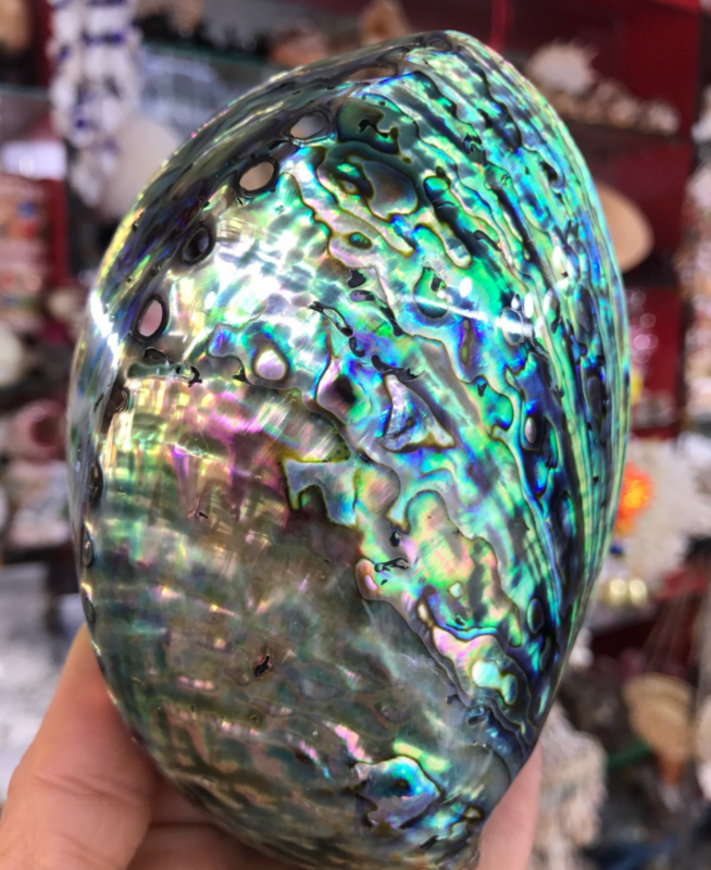 Natural Large Seashell Paua Carved Abalone Shell