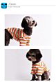 Recovery Suit for Dogs Cats after Surgery Professional Pet Recovery Shirt Dog Abdominal Wounds Bandages Dog Surgery Suit