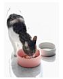 Ceramic Cat Bowl Dog Bowl