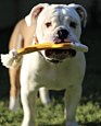 Felt Bone-Shape Dog Chewing Training Toys Customizable Puppy Molar Chew Teeth Cleaning Toys Felted Dog Bones