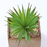 Artificial Mini Succulent and Cactus Succulent Pots Plant for Home Decoration