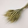 Dried Wheat Bouquet Boho Decor Household Flower Arrangement Preserved Natural Plant Centerpiece Decoration Wedding