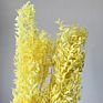 Artificial Green Ruscus Dried Flower Italian Ruscus Greenery Garland Ruscus Leaves for Decor