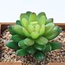 Artificial Mini Succulent and Cactus Succulent Pots Plant for Home Decoration