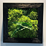 Preserved Moss