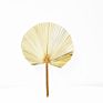 Flora Sell Dried Flower Dried Palm Leaves for Wedding Decoration