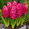 Flower Bulbs Nature Plant Hyacinth Flowers Seed Planting for Selling&Decoration