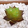 Price the Newest Artificial Succulent Plants Arrangement Faux Mini Cactus Succulents