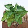 Artificial Mini Succulent and Cactus Succulent Pots Plant for Home Decoration