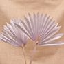 Bleached Sun Palm Dried Flower Bouquet Small Palm Spear Stems Natural Preserved Palm Fan for Wedding