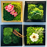 Preserved Moss