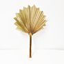 Flora Sell Dried Flower Dried Palm Leaves for Wedding Decoration