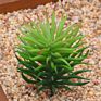 Price the Newest Artificial Succulent Plants Arrangement Faux Mini Cactus Succulents