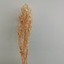 Yunnan the Most Popular Preserved Dried Italian Bleached Ruscus Leaves for Wedding Home Decoration