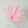 Bleached Sun Palm Dried Flower Bouquet Small Palm Spear Stems Natural Preserved Palm Fan for Wedding