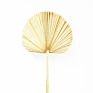 Flora Sell Dried Flower Dried Palm Leaves for Wedding Decoration