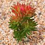 Price the Newest Artificial Succulent Plants Arrangement Faux Mini Cactus Succulents