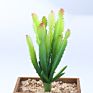 Artificial Mini Succulent and Cactus Succulent Pots Plant for Home Decoration