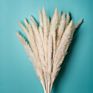 Ins Most Popular Decoration Dried Flowers Pampas Grass Black Pampas for Home or Weddings Decoration