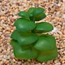 Price the Newest Artificial Succulent Plants Arrangement Faux Mini Cactus Succulents