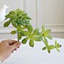 Artificial Mini Succulent and Cactus Succulent Pots Plant for Home Decoration