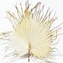 Flora Sell Dried Flower Dried Palm Leaves for Wedding Decoration