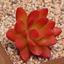 Price the Newest Artificial Succulent Plants Arrangement Faux Mini Cactus Succulents