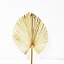 Flora Sell Dried Flower Dried Palm Leaves for Wedding Decoration