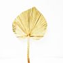 Flora Sell Dried Flower Dried Palm Leaves for Wedding Decoration