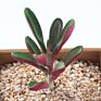Price the Newest Artificial Succulent Plants Arrangement Faux Mini Cactus Succulents