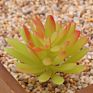 Price the Newest Artificial Succulent Plants Arrangement Faux Mini Cactus Succulents