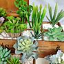 Artificial Mini Succulent and Cactus Succulent Pots Plant for Home Decoration