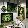 Preserved Moss