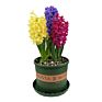 Flower Bulbs Nature Plant Hyacinth Flowers Seed Planting for Selling&Decoration