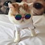 Funny Pet Glass Classic Retro Circular Metal Sunglass for Cat or Small Dog