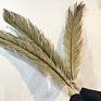 Iron Leaves Sago Cycas Leaf Natural Dried Folium Cycas