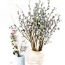 Product Plant Dry Eucalyptus Berry Dried Eucalyptus Leaves Bouquet