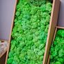 Stabilized Preserved Lichen Reindeer Moss for Decoration Flower Wall Preserved Natural Moss