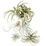 Style Faux Flower Fake Grass Artificial Plant Air Plant for Home Decoration