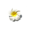 Style Sunny Bright Plumeria Flower Foam Hair Clips 3 Sizes Barrettes Hairpins Headwear Hair Accessories Kids Girls Women