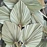 Wild Autumn Palm Tree Natural Color Dried Palm Leaves for Wedding Decoration Home Decoration