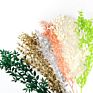 Yunnan the Most Popular Preserved Dried Italian Bleached Ruscus Leaves for Wedding Home Decoration