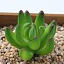 Price the Newest Artificial Succulent Plants Arrangement Faux Mini Cactus Succulents